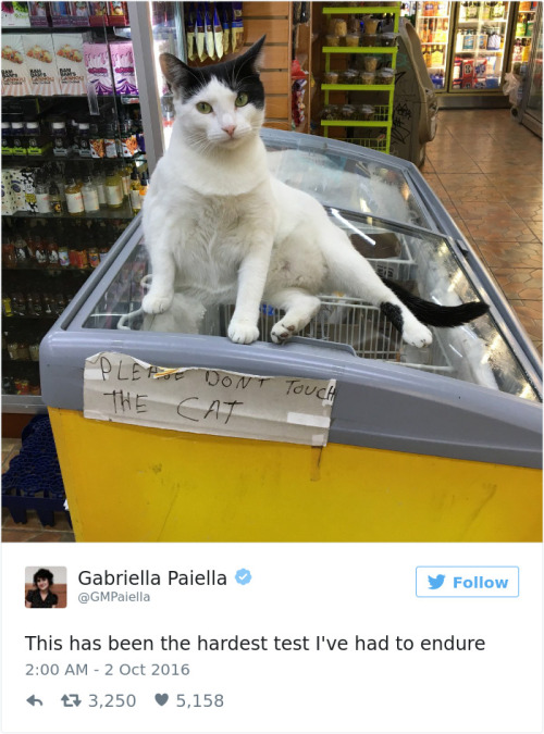 catsbeaversandducks:Best Cat Tweets Of 2016Via Bored Panda