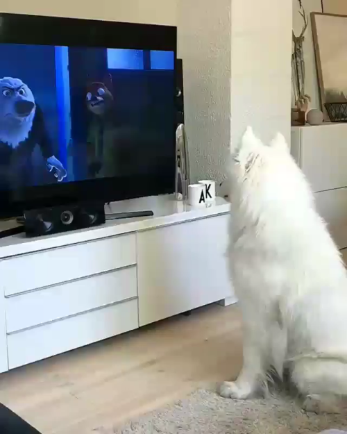 awwww-cute:  “Gary, quit it! You’re going to start a howl!” (Source: https://ift.tt/2MPv3vs)