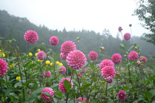 expressions-of-nature:  Dahlia Garden in Chichibu, Japan by Kazuhito