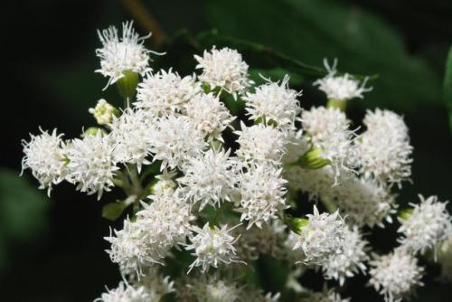 sevenpencee: White Snakeroot, or Ageratina altissima is so toxic that if a cow eats it, the humans w