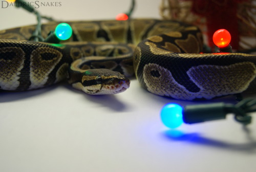 daedricsnakes: Sithis and Vaermina would like to wish everyone Happy Snolidays! 