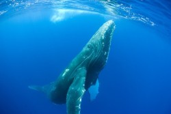 whateveramusesme:  Whale Meat Isn’t a Culinary Delicacy, It’s a Federal Offense Although humpback whales (megaptera novaeangliae) have been legally protected from commercial whaling since 1966, they’re still being hunted for their meat. In 2010,