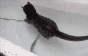 reblog-gif:  other funny gifs - http://gifini.com/