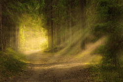 itsallaboutdreams:    Forest lightraysby Lauri Lohi  