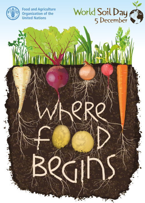 plantyhamchuk: December 5th is World Soil Day! “Healthy soils are critical for global food pro