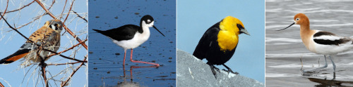 skunkbear:Can you identify the species in these photos from Malheur National Wildlife Refuge? Follow