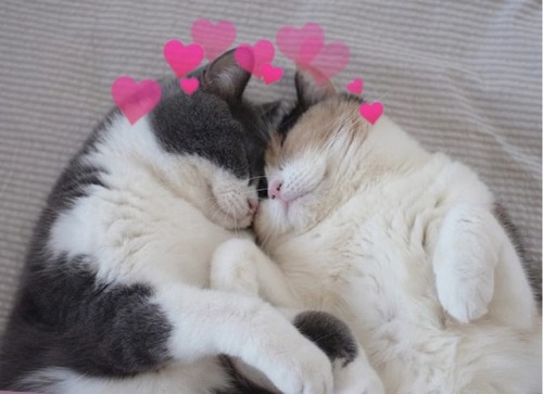 lesbianheart:Cuddling cats moodboard