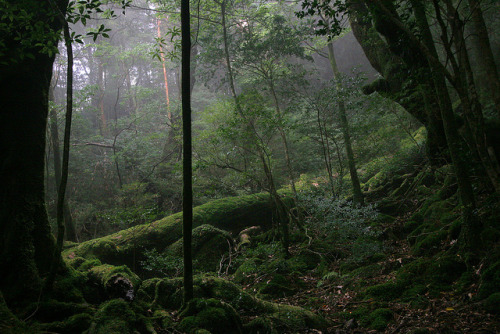 90377: Yakushima Landscape - 19 by Kabacchi on Flickr.