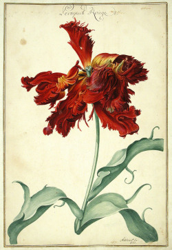 heaveninawildflower:  Tulip taken from ‘Karlsruher