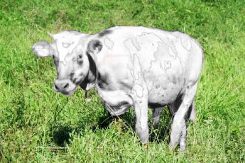 totallytransparent:Semi Transparent Cow (spots match colour of your blog - drag it!)Made by Totally 