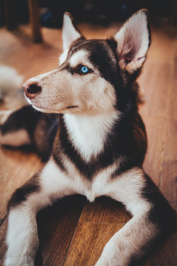 azuroworld:  Husky by   Đức Trần Ngọc  | AZURO