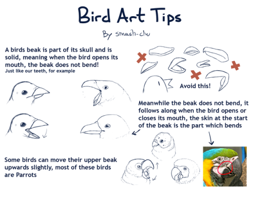 smash-chu:Couple of tips on some bird things for art! Some which people rarely touch on in their own