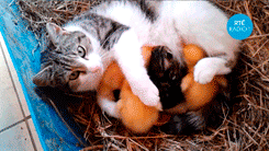 datdrunkpone:  fragmentsofmysanity:  these are my kittens, yes they meow weird, but