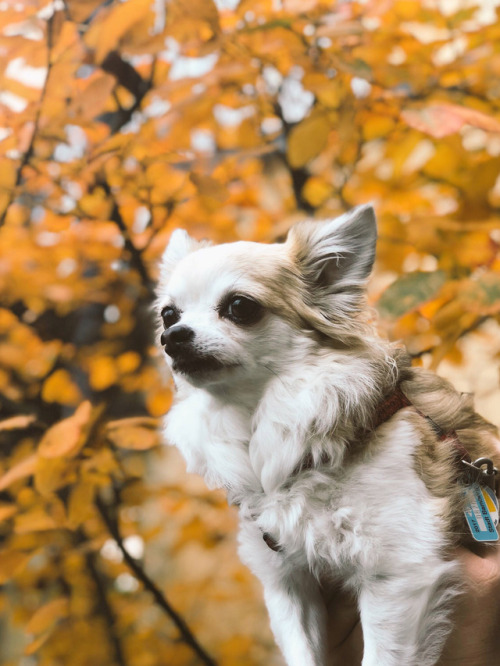 handsomedogs:Yuki the chihuahua and autumn leaves -@sancty 