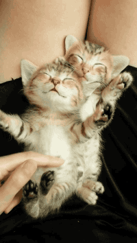gifsboom:Cutest Tabby Kittens. [video][Chui Ting Wu]