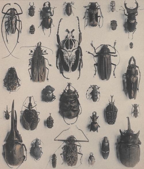 clawmarks:Formenwelt aus dem Naturreiche - Martin Gerlach and Hugo Hinterberger - 1904 - via Interne