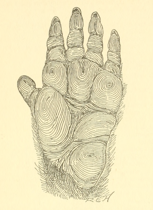 nemfrog:Papillary ridges of the left hand of a Chacma baboon. The sense of touch in mammals and bird