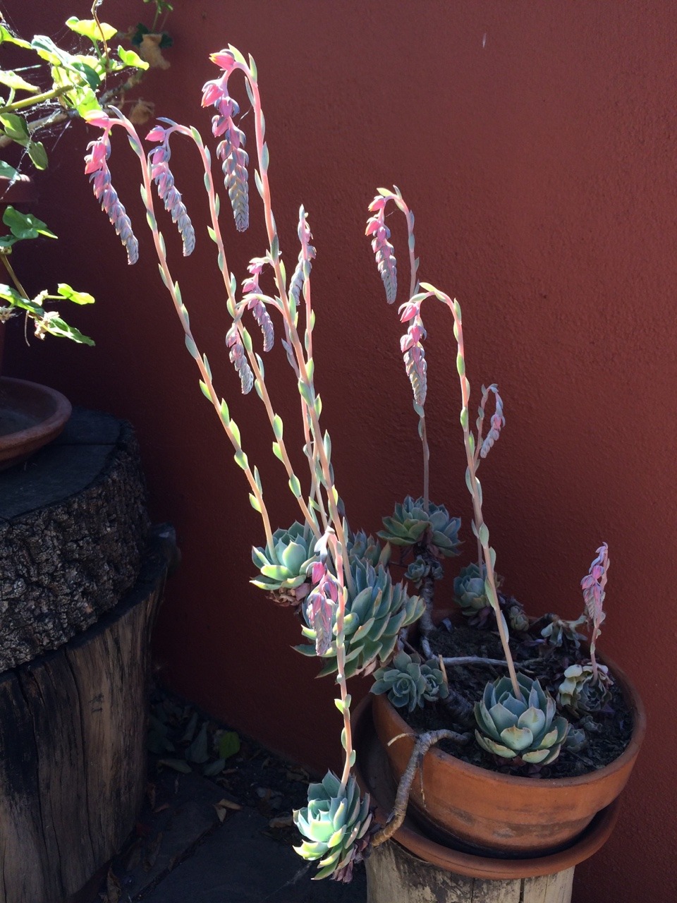 plantyr:  More succulent flowers!
