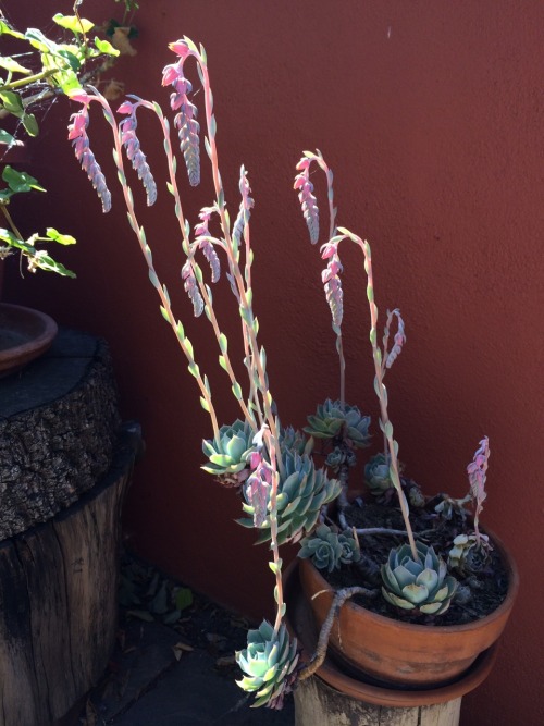plantyr:  More succulent flowers!