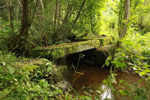 bendesarbresblog:Un vieux pont moussu sur un ruisseau tranquille, où sont les fées ?An old mossy bri