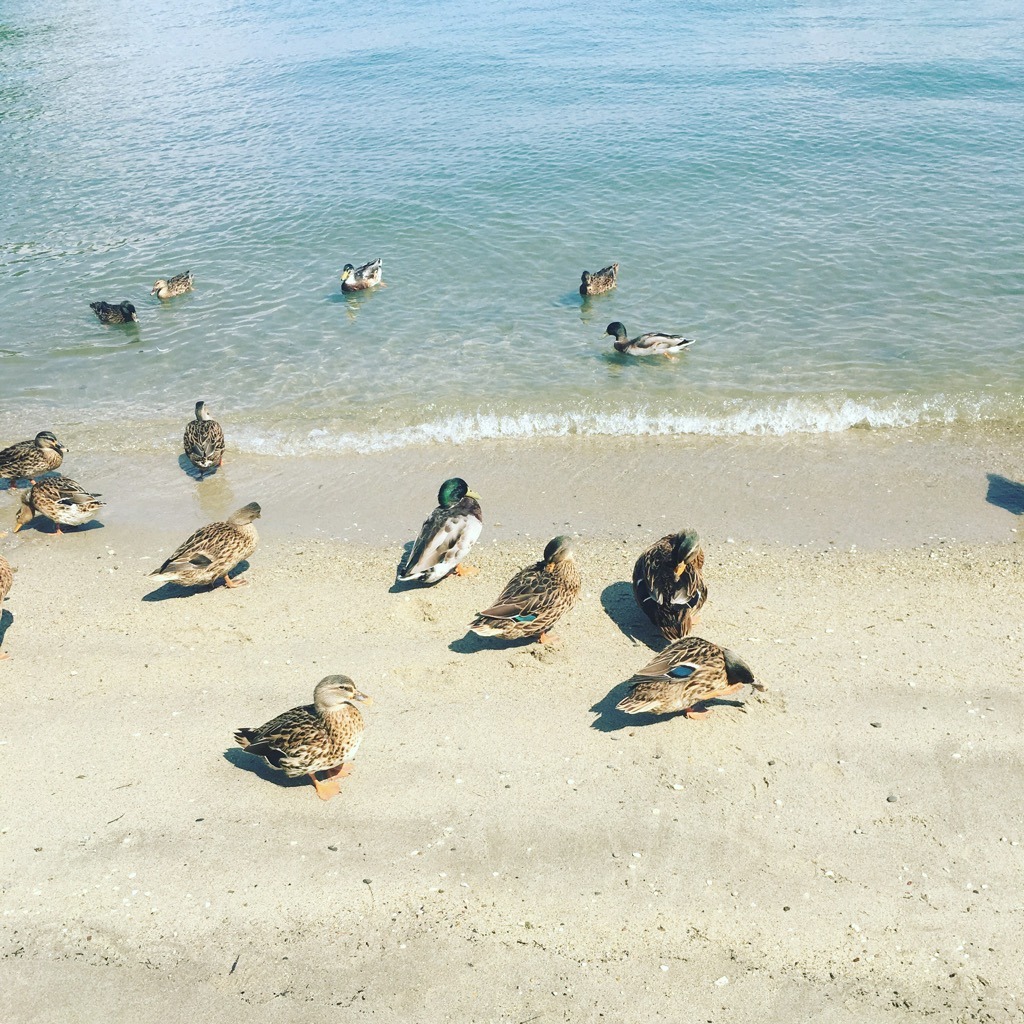 aaronbutterfield:  There were ducks on the beach this afternoon. I don’t know why