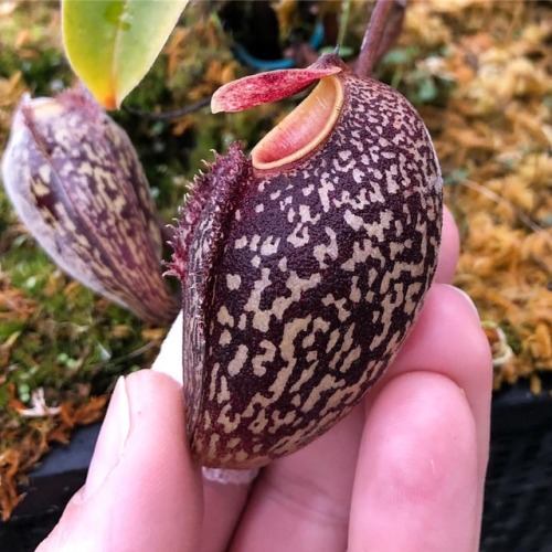 glumshoe:botanyshitposts:southbaytraps:Nepenthes Aristolochioides | #carnivorousplant #nepenthes #ar