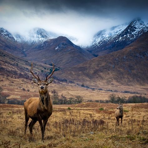 tovezza:Language Moodboard: Gàidhlig / Scottish Gaelic 