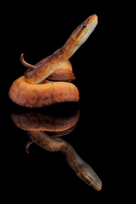 pic Sunset Ball Python For Sale snakebytestv the sunset ball python
