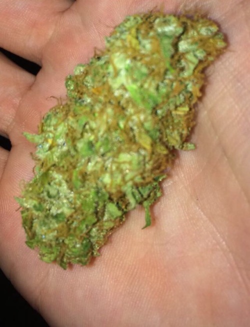 skunkparadise: the-ocean-in-one-drop: The original G13 strain NaTuRe WiLL WiN