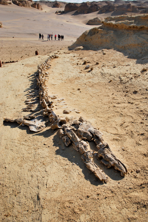 dinodorks:The skeleton of a Basilosaurus in the “Valley of the Whales”.