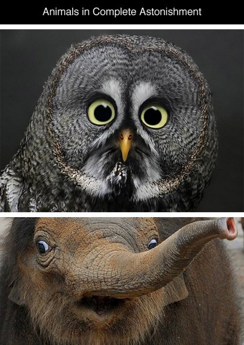boocollecter:  tastefullyoffensive:  Animals in Complete Astonishment [imgur]Previously: Animal Family Photos  <3  That elephant looks like Maggie Smith.