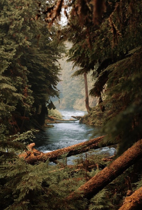 maureen2musings:The forests in the Pacific Northwest…chrishenry