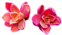 transparent-flowers:  Lovely succulents. For more transparent flowers click here!