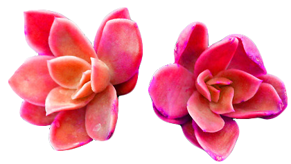 transparent-flowers:Lovely succulents.For porn pictures