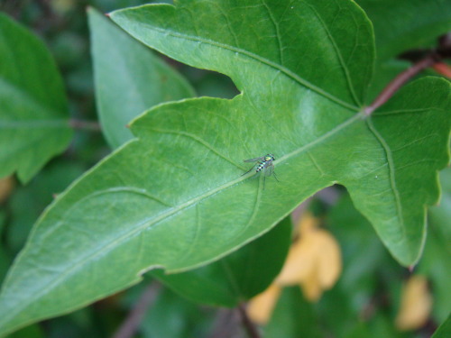 Estaba aburrido y le saqué fotos a una mosca rara y a una arañita.