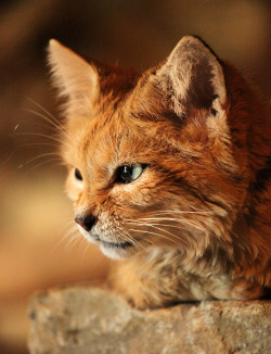 animalics:  Arabian Sand Cat by Debs Source: sometimesong (flickr) 