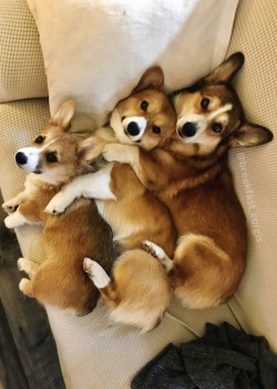 ruthless-rage:  corgikistan:  Biscuit and