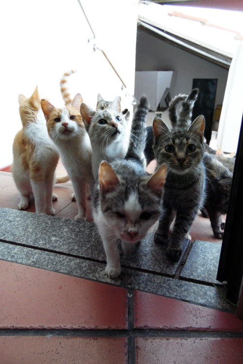 0ce4n-g0d:  "We Want Food!" Taken At My Grandparents's House, Portugal (These are wild cats) By André Campos | more of my original photography here My Flickr / My 500px  We want to enter to your home!