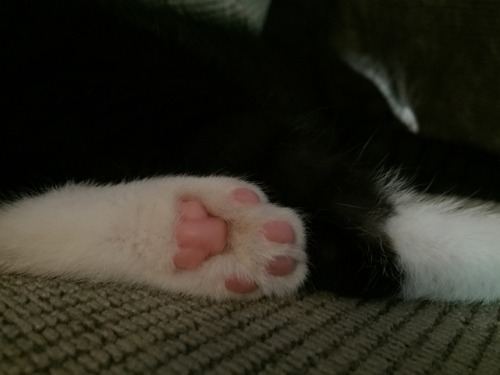 cortplant:Pink beans @mostlycatsmostly