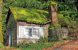 destroyed-and-abandoned:  Abandoned Moss Covered Cabin, Washington State. . Source: Electric Crayon (flickr) 