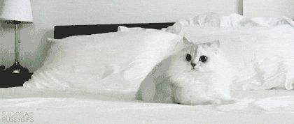 khabi-khushi-khabie-gham:  Here is gif collection of cats being cats
