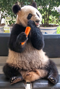 giantpandaphotos:  © Susan Rosthal. 