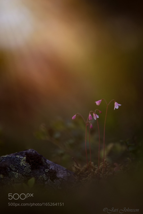 Linnaea borealis Lapland Finland by johnsson