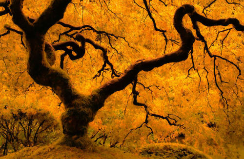 A Japanese maple is limned in early morning light on an autumn morning in the Japanese Gardens in Po