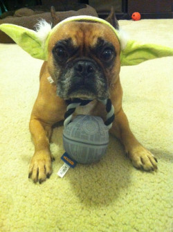 worldofthecutestcuties:  Destroy the Death Star we must.