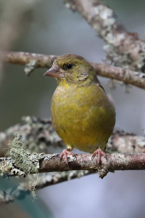 Greenfinch/grönfink.