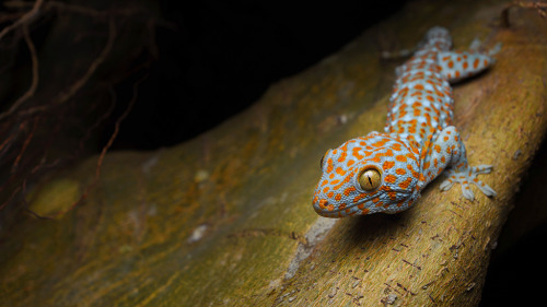 cool-critters:Tokay gecko (Gekko gecko)The tokay gecko is a nocturnal arboreal gecko in the genus Ge