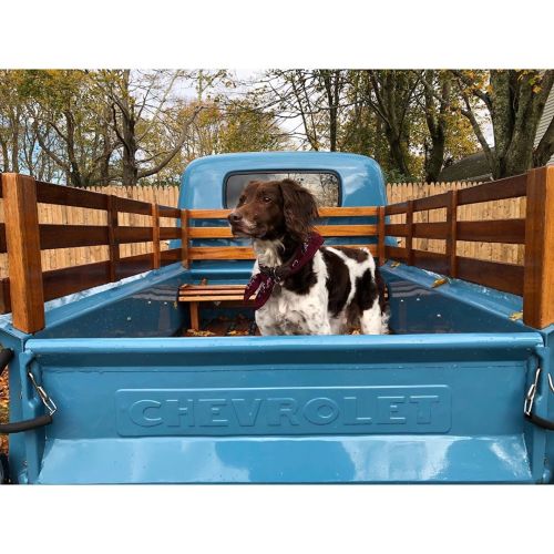 Happy 13th Birthday to my best bud Apollo!! #dog #apollo #birthday #brittanyspaniel #happybirthday h