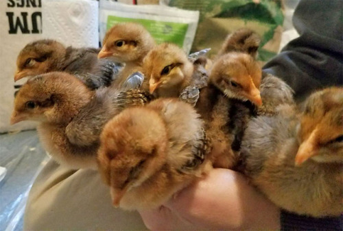 Chicken friends: Look at my new babies LOOK AT THEMThese sleepy peepies are Bielefelder chickens and