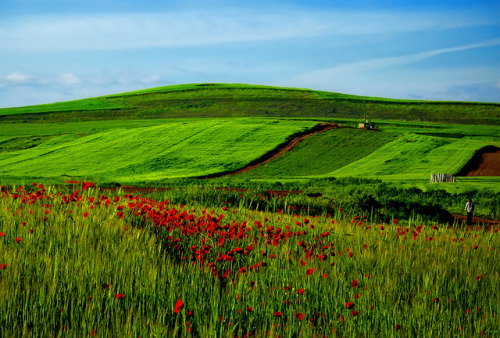 elladaa:Ἄνοιξη στο Μουρίκι ΒοιωτίαςSpring in the village of Mouriki, pref. of Viotiaby dip